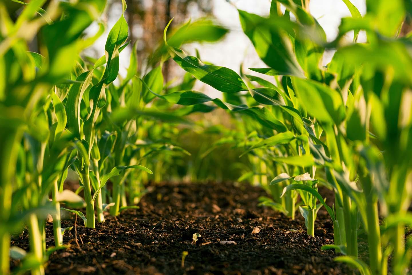 Usetech Solutions in the Agriculture Industry